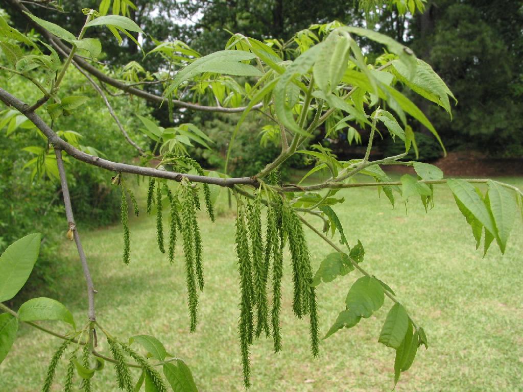 La Pacana//Carya Illinoinensis/ nuez pacana