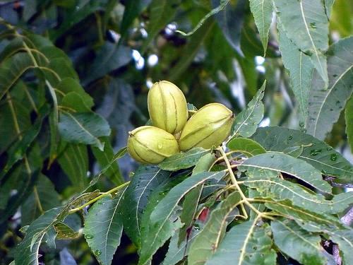 La Pacana//Carya Illinoinensis/ nuez pacana