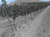 ONEGAR EXPRESIÓN D´DIEGO 2008 ( Finca Onegar Purchena - Valle del Almanzora (Almería)