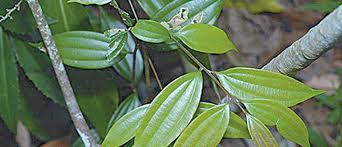 Lo último en despigmentantes:Cinnamomum subavenium