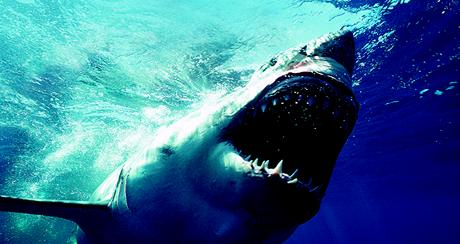 Un tiburón (imagen referencial)