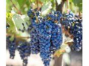 ¿Qué análisis clúster?