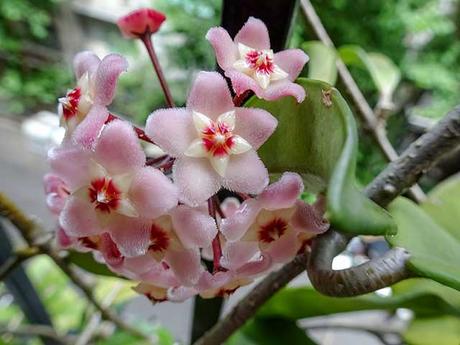 Flor de Clepia tomada de costado.