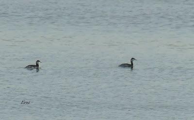 CURSO DE AVES ACUÁTICAS (Mi aprendizaje)