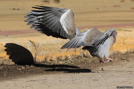 Pelea de palomas