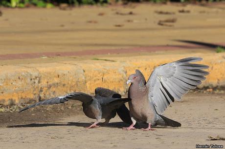 Pelea de palomas