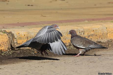 Pelea de palomas