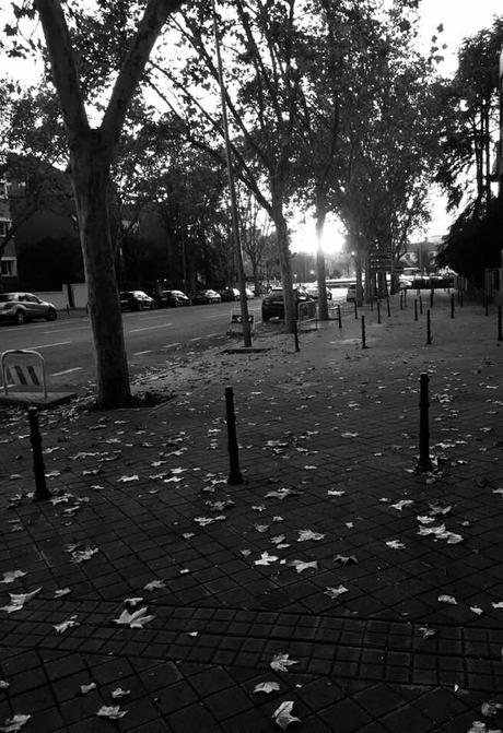 La imagen puede contener: Ã¡rbol, exterior y naturaleza