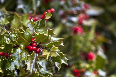 El Árbol como símbolo de la Navidad. El Árbol como símbolo de la Navidad.