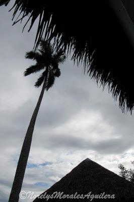 Desde mi visor: flores y palmas solas
