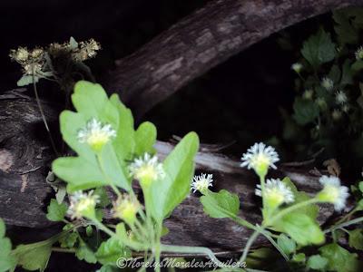 Desde mi visor: flores y palmas solas