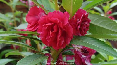 Desde mi visor: flores y palmas solas