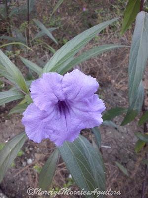 Desde mi visor: flores y palmas solas