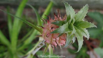 Desde mi visor: flores y palmas solas