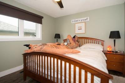 Utilizando el tirón de un tiranosaurio para vender una casa