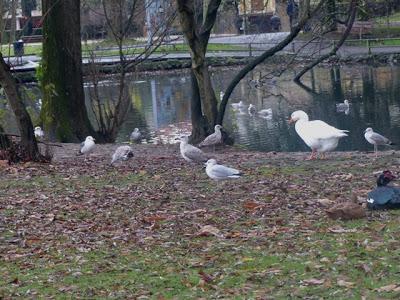 Gaviota de Delaware de vuelta