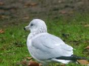 Gaviota Delaware vuelta