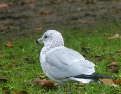 Gaviota de Delaware de vuelta