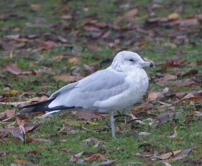 Gaviota de Delaware de vuelta