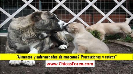 Alimentos y enfermedades de mascotas? Precauciones y retiros