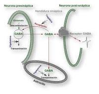 Trabajan en un Tratamiento mejor y mas permanente para la Epilepsia