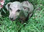 Rodeado “sabios” tontos