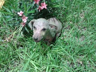 Rodeado de “sabios” tontos
