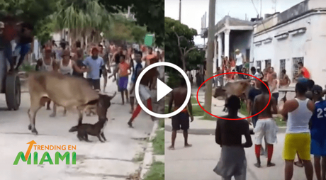 Se suelta un toro en Guantánamo y se arma revuelo en las calles