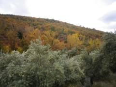 Fin del otoño en la Sierra Norte Fin del otoño en la Sierra Norte
