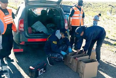 Detienen a integrantes de la UOCRA con importante cantidad de dosis de LSD y un arma de fuego en Zapala