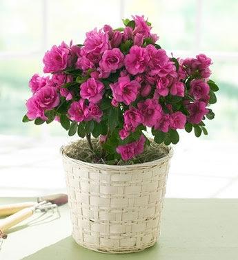 Lo básico para cuidar tus flores y plantas en Agosto - Paperblog