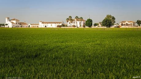 ARROZALES DEL BAJO GUADALQUIVIR. SEVILLA