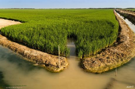 ARROZALES DEL BAJO GUADALQUIVIR. SEVILLA