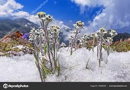 A Tamara, Edelweiss de leyenda