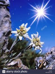 A Tamara, Edelweiss de leyenda