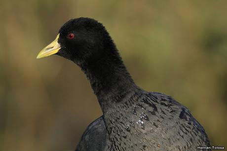 Retratos de gallaretas