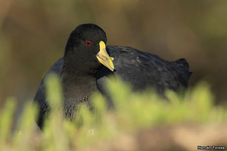 Retratos de gallaretas