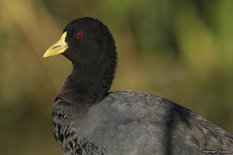 Retratos de gallaretas