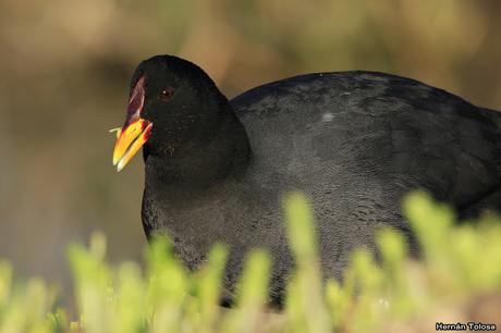 Retratos de gallaretas