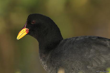 Retratos de gallaretas