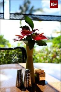 ALGUNAS COSILLAS A SABER SOBRE LOS ANTHURIUM COMPRAR-ANTHURIUM001LO+-200x300 ALGUNAS COSILLAS A SABER SOBRE LOS ANTHURIUM