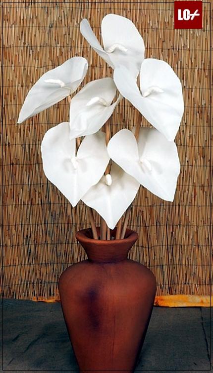 COMPRAR+ANTHURIUM006LO%252B ALGUNAS COSILLAS A SABER SOBRE LOS ANTHURIUM