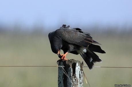 Caracolero comiendo caracol