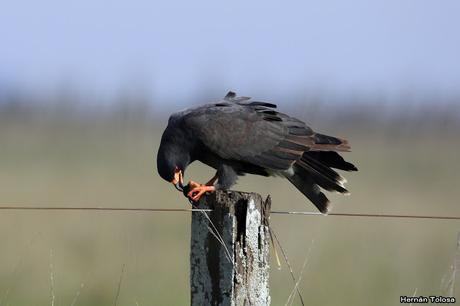 Caracolero comiendo caracol