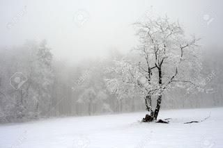 REFRESCANDO NEURONAS #242