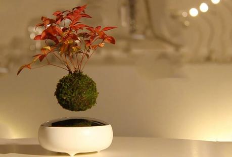 Bonsais voladores, primer paso para crear jardines flotantes Bonsais voladores, primer paso para crear jardines flotantes