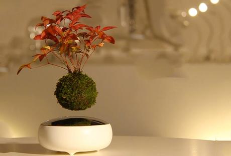 Bonsais voladores, primer paso para crear jardines flotantes bonsai-levita Bonsais voladores, primer paso para crear jardines flotantes