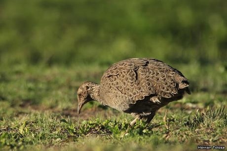 Montaraz de Lihué Calel
