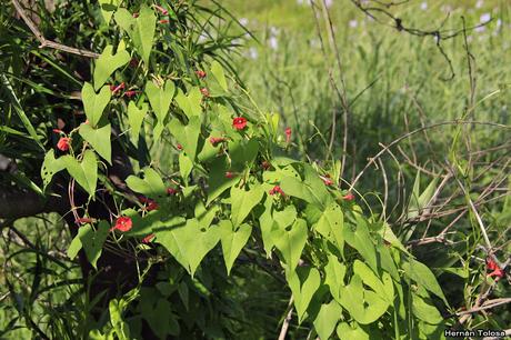 Campanilla roja (Ipomoea indivisa)