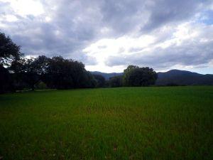 Vegetación y Flora de la Sierra Norte